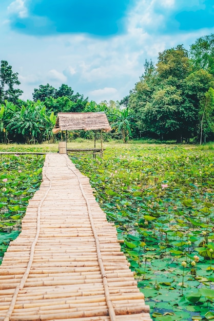 Premium Photo | Wood bridge and hut on the lotus pond.