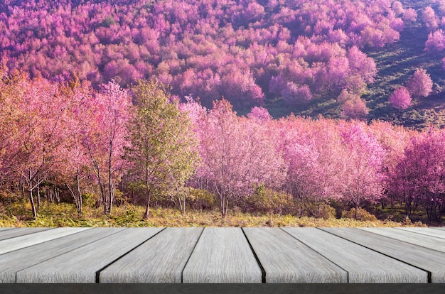 美しいピンクの花の木の棚野生のヒマラヤの桜の花 Prunus Cerasoides プレミアム写真