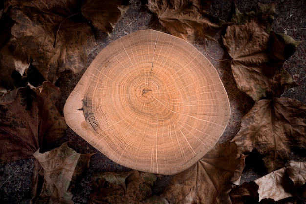 乾燥カエデの葉の木の年輪と木の切り株の断面図 プレミアム写真