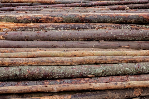 Premium Photo | Wooden logs of pine woods in the forest, stacked in a ...