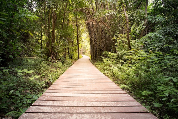 Premium Photo | Wooden walkway in forest
