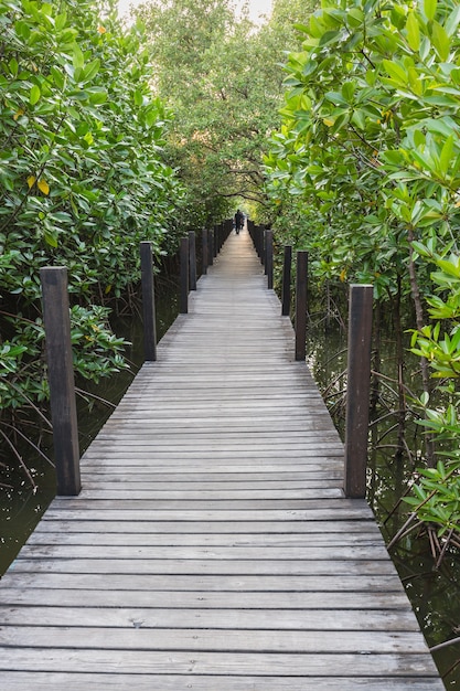Wooden walkway in mangrove forest, outdoor background ...