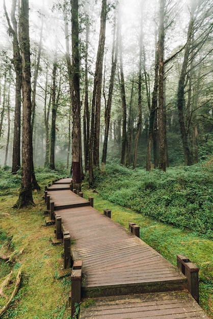 Wooden walkway that leads to cedar and cypress trees in ...