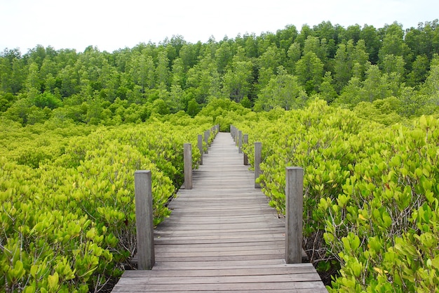 The wooden walkway with green mangrove plants background ...