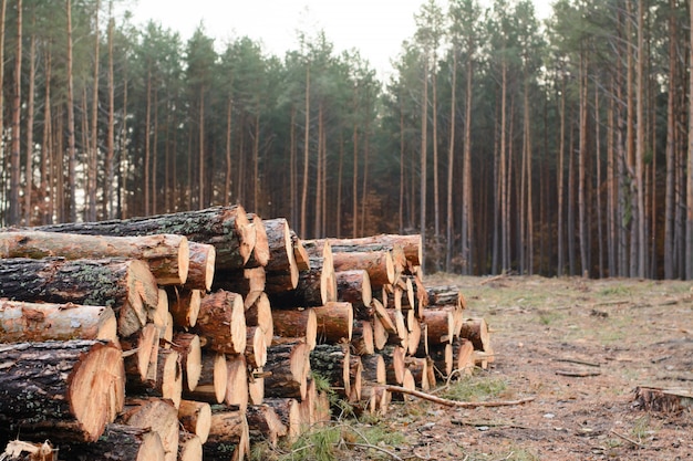 Woodpile of freshly harvested pine logs lays near the pine forest Premium Photo