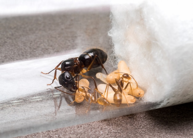 Worker ant feeding the queen | Premium Photo