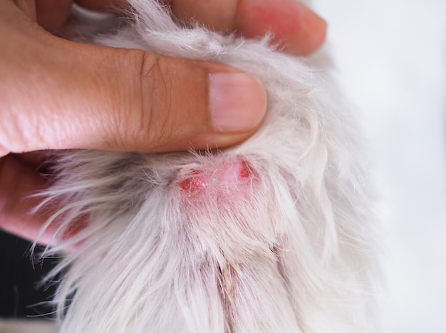 Premium Photo | Wounds On Dog's Feet After Being Bitten By A Snake