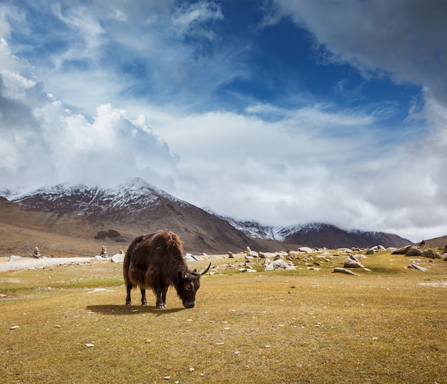 Premium Photo | Yak grazing in himalayas