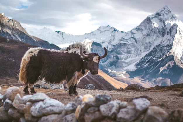 Premium Photo | Yak is standing in himalayas mountain