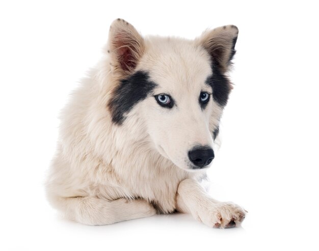 yakutian laika yakutian laika