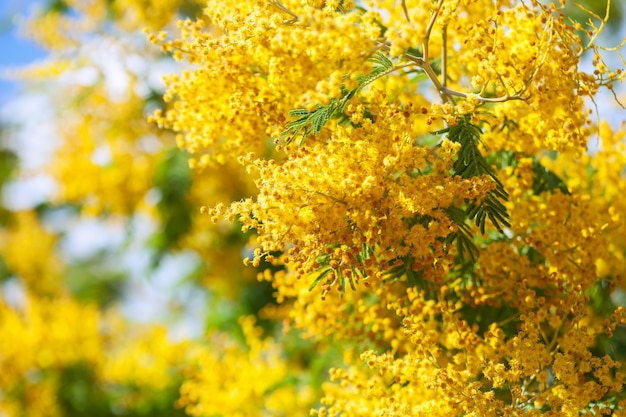 Free Photo | Yellow acacia dealbata