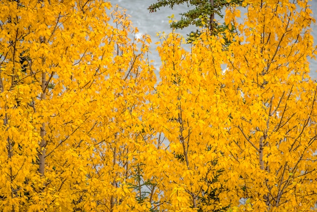 Premium Photo Yellow Aspen Trees With Yellow Leaves For Fall Season Background