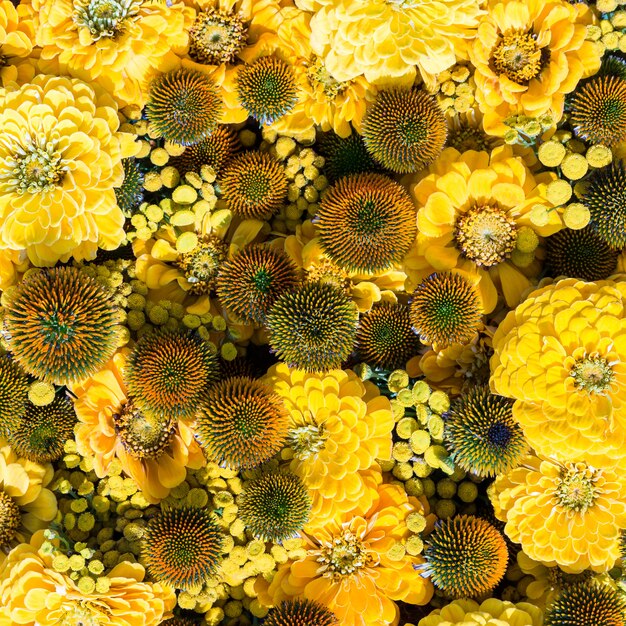 Желтые Осенние Цветы Фото