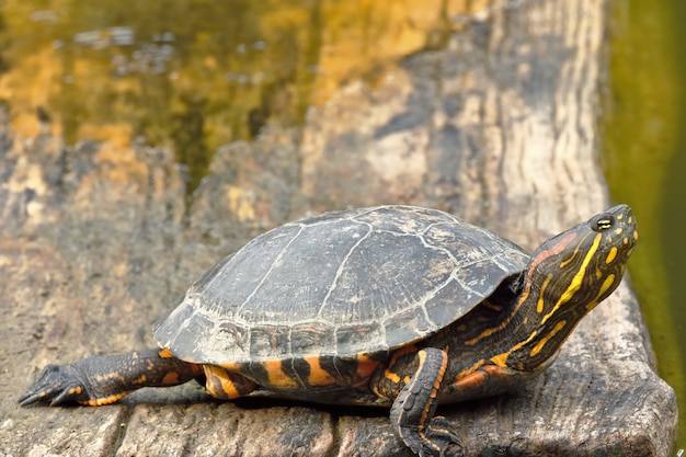 Premium Photo | Yellow-bellied slider turtle (trachemys scripta elegans)