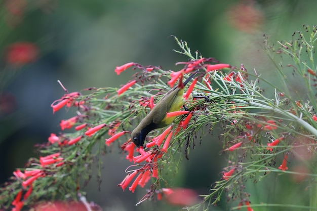 Premium Photo | Yellow-bellied sunbird animal feeding nectar from ...