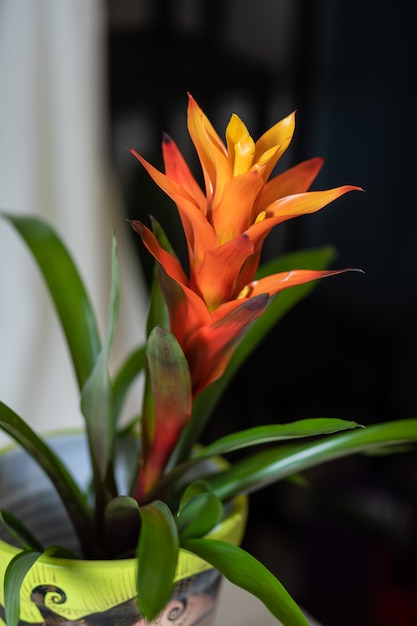 黄色のbromeliaceae 単子葉の花の植物をクローズアップ プレミアム写真