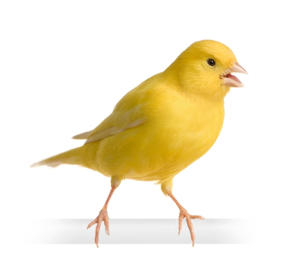 Premium Photo | Yellow canary - serinus canaria on its perch isolated