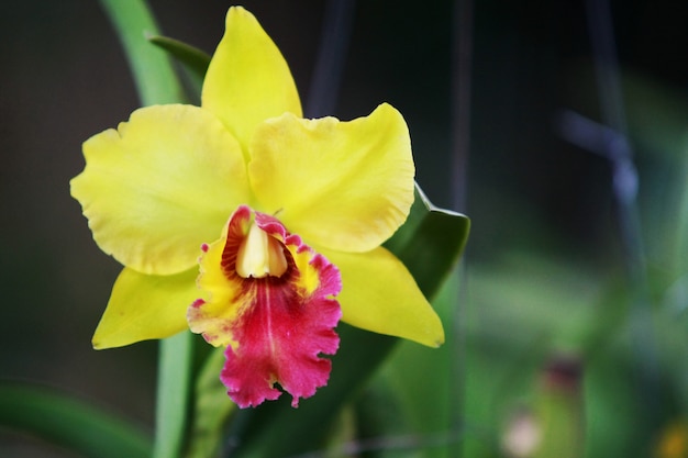 Premium Photo Yellow cattleya orchid  thailand flower