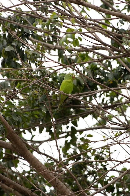 Premium Photo Yellow Chevroned Parakeet Of The Species Brotogeris Chiriri