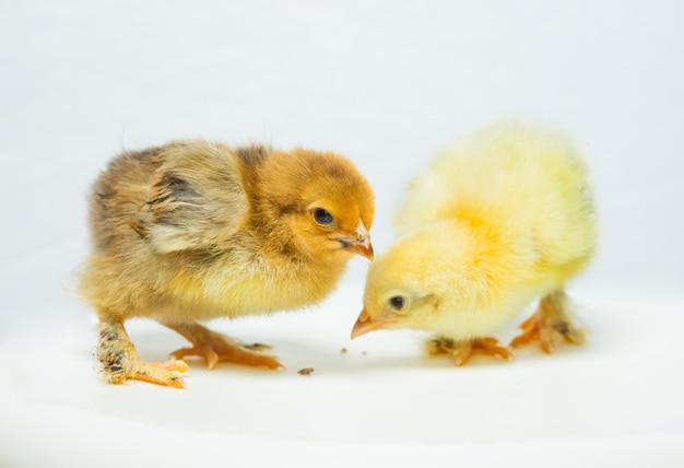 Premium Photo | Yellow chicken on a white background