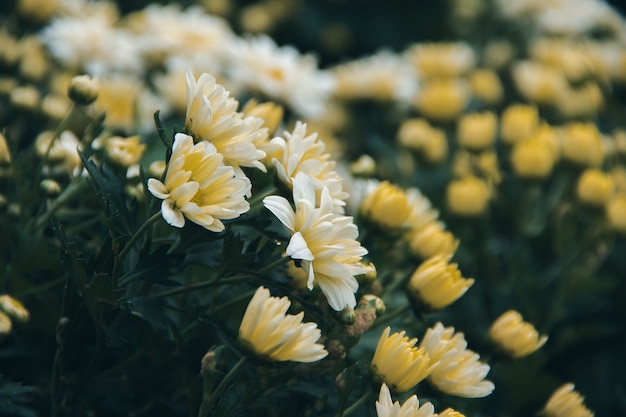 黄色い菊の花は幸運の花です プレミアム写真