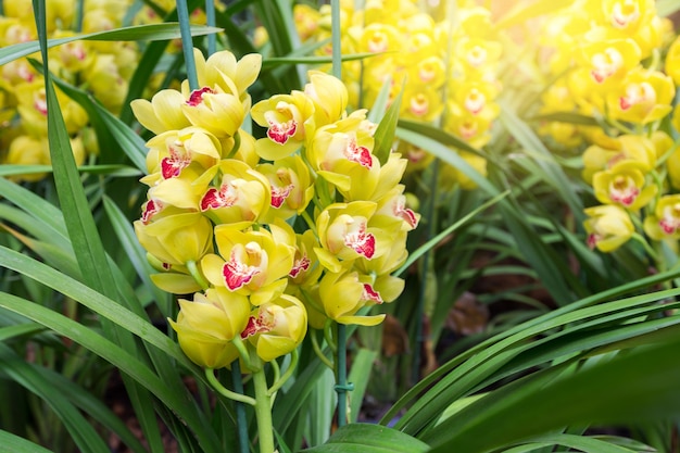 Premium Photo | Yellow cymbidium orchid have highly decorative flower  spikes.