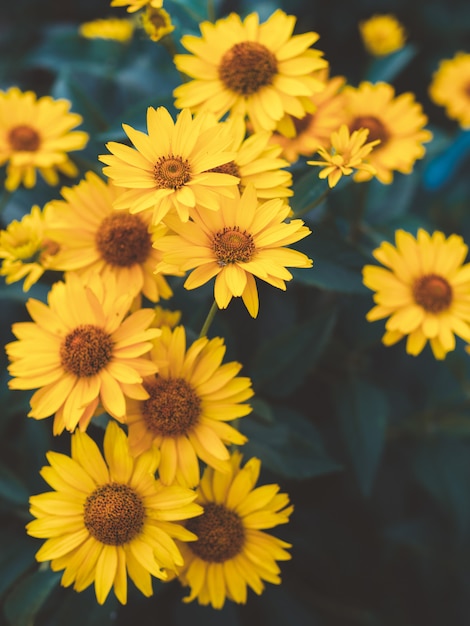 Premium Photo | Yellow daisies background close up