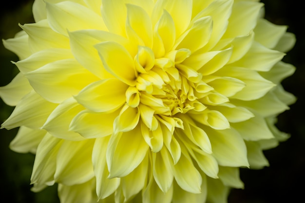 Premium Photo | Yellow daisy isolated on dark background.