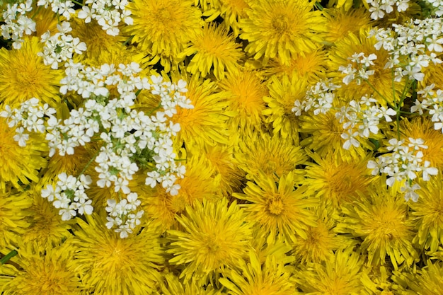 黄色のタンポポの花テクスチャ背景上面図 プレミアム写真