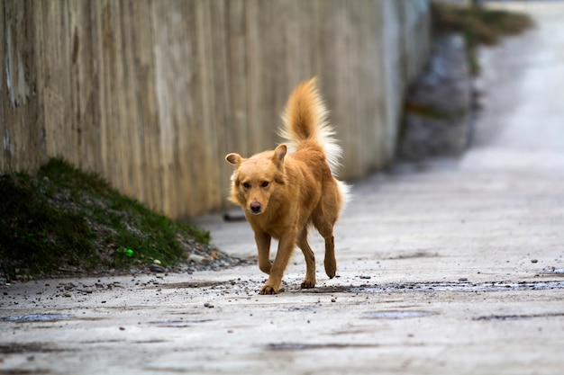 Premium Photo | Yellow dog pet with puffy tail outdoors