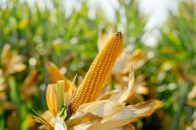 Фото Кукурузы В Поле