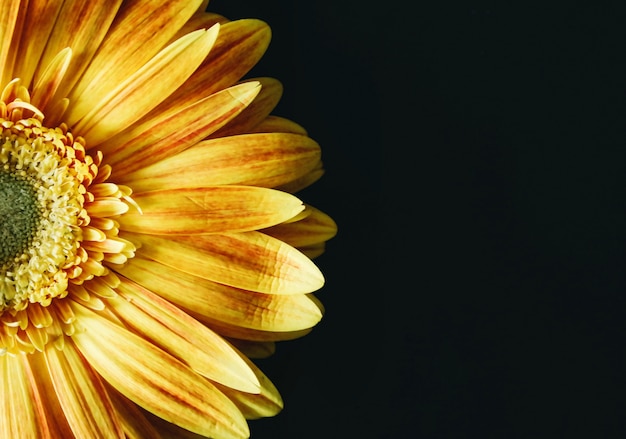 Premium Photo | Yellow flower on black background