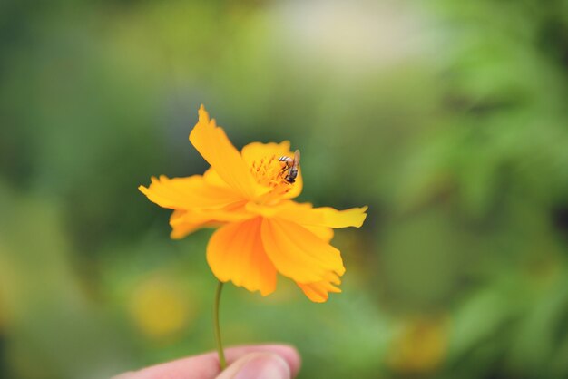 自然の中で花粉マリーゴールドの花に蜂と手に黄色の花 プレミアム写真