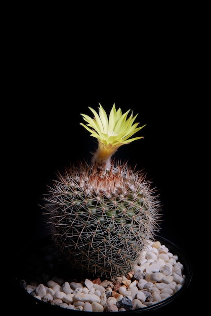 Yellow flower of mammillaria cactus with beautiful studio lighting Premium Photo