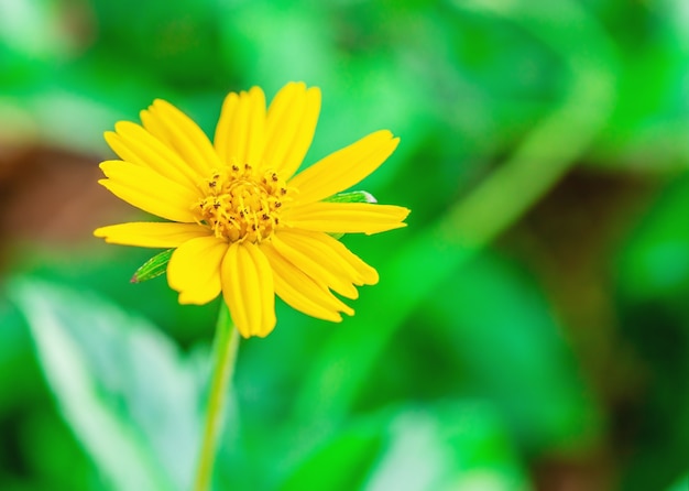 黄色い花の名前jacobaeavulgarisまたはseneciojacobaea ぼやけた緑の自然とボケ味の背景に熱帯の花 マクロ プレミアム写真