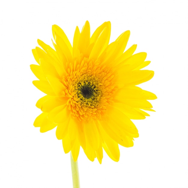 Free Photo | Yellow flower on a white background