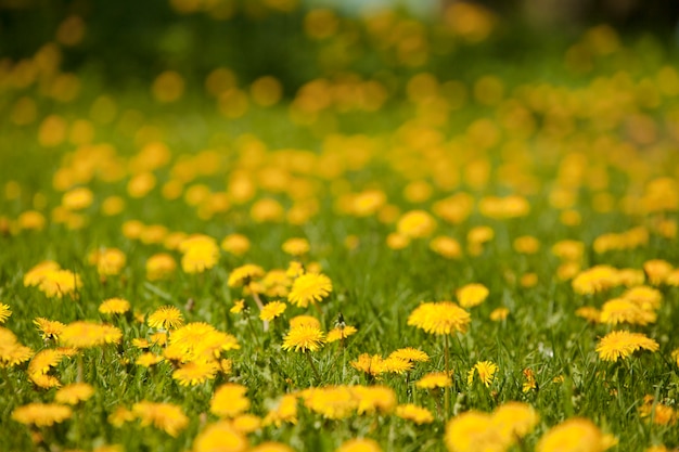 Free Photo | Yellow flowers on the grass