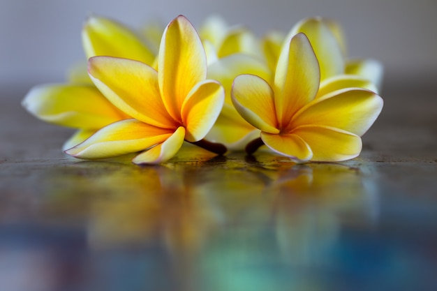 Premium Photo | Yellow frangipani plumeria flowers on blue table.