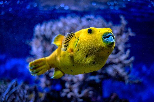 Premium Photo | Yellow golden puffer guineafowl puffer fish underwater