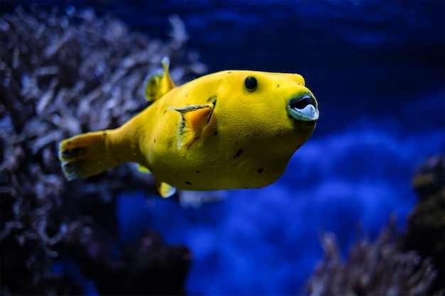 Premium Photo | Yellow golden puffer guineafowl puffer fish underwater