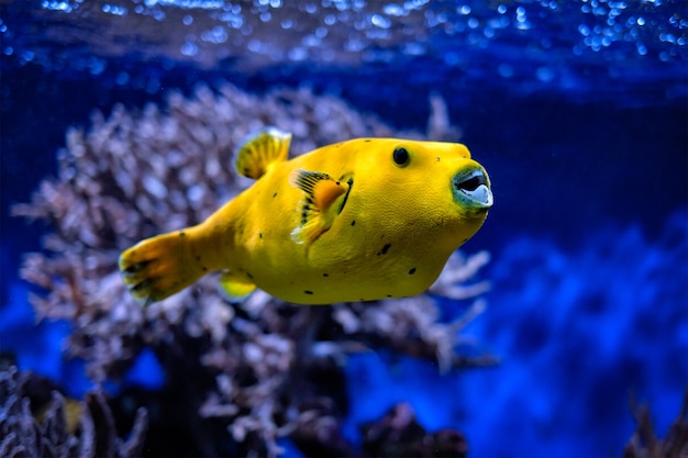 Premium Photo | Yellow golden puffer guineafowl puffer fish underwater