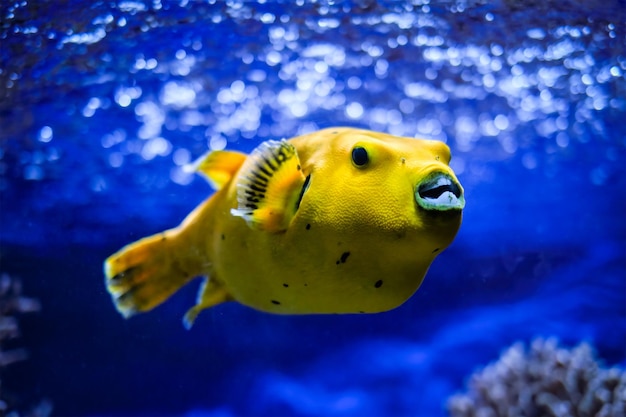 Premium Photo | Yellow golden puffer guineafowl puffer fish underwater