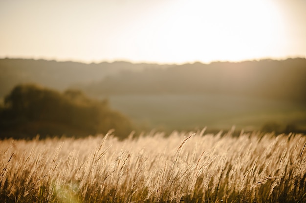 Premium Photo | Yellow grass on the field in the sunlight at sunset ...