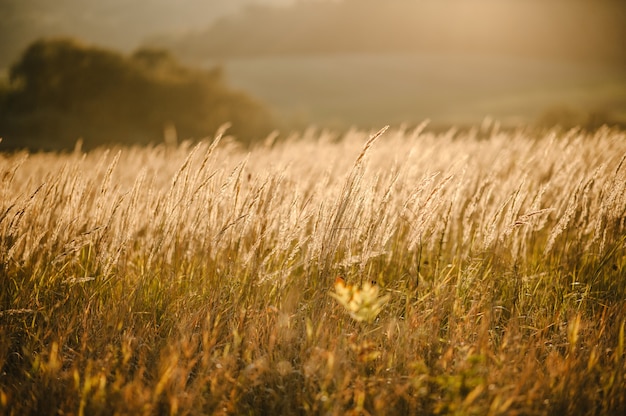 Premium Photo | Yellow grass on the field in the sunlight at sunset