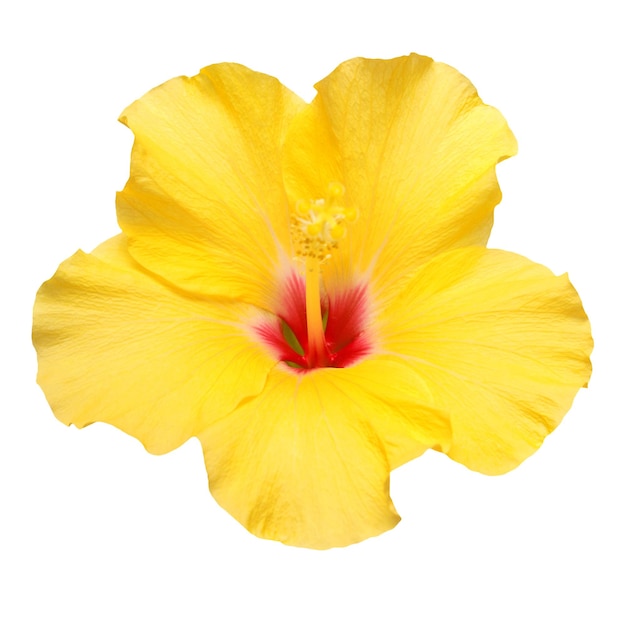 Premium Photo | Yellow hibiscus flower isolated on white background