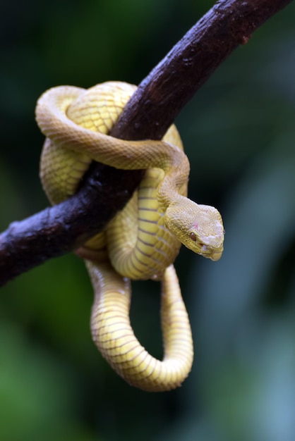 Premium Photo | Yellow insularis pit viper at tree branch