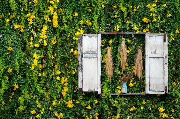 黄色のツタの花と緑の葉のつる植物の壁を登る プレミアム写真