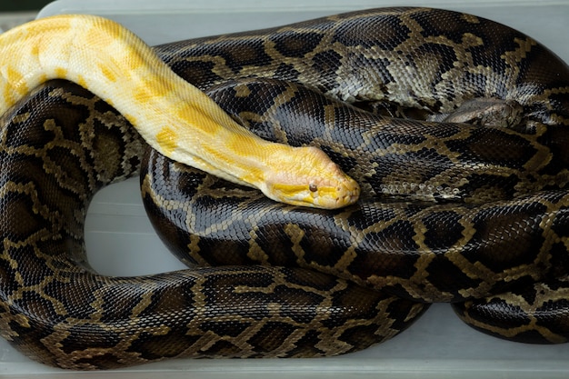 Premium Photo Yellow Lavender Tiger Albino Python Resting On Black Royal Python Snake