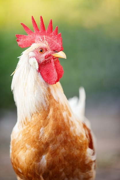 Premium Photo | Yellow leghorn breed rooster in a green background