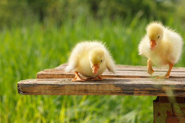 Premium Photo | Yellow little duck geese on natural green background.